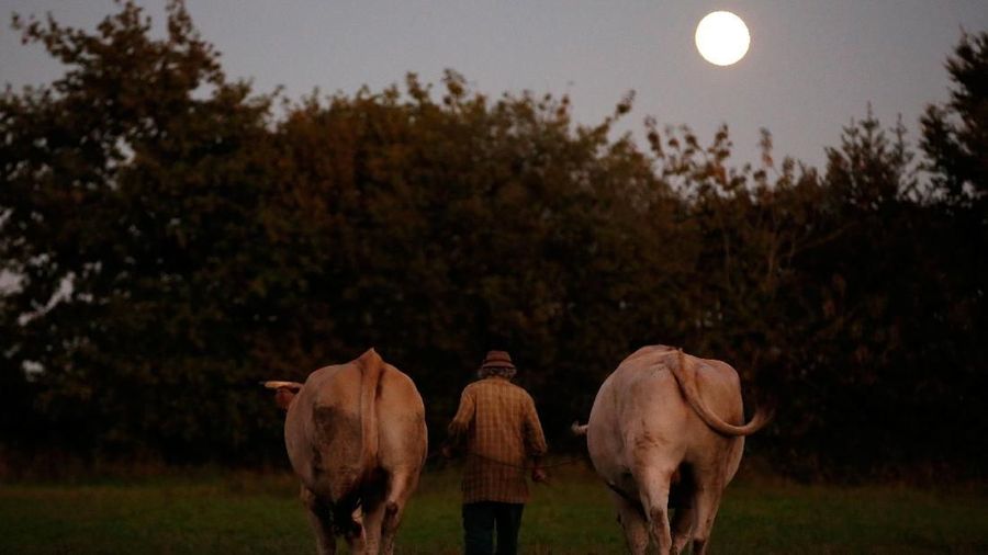 French farmer Jean-Bernard Huon, 70, walks with his oxen on his land near his farm in Riec-sur-Belon, France, October 4, 2017. REUTERS/Stephane Mahe SEARCH