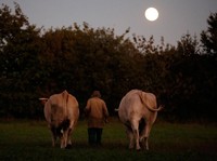 Sapi Selalu Menghadap Utara-Selatan saat Makan Rumput, Ini Risetnya