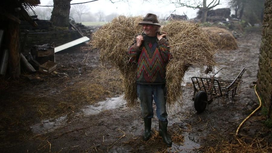 Bernard Huon Petani asal prancis melestarikan cara hidup leluhur petani dengan menggunakan kerbau untuk membajak ladangnya.