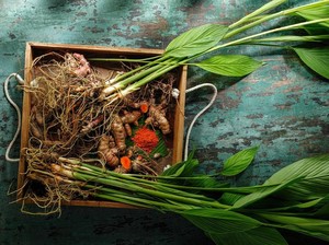 BRIN-UGM Ungkap Potensi Bakteri di Tanah Kunyit sebagai Antikanker Payudara