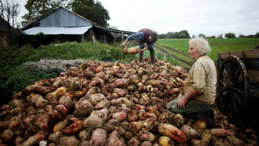 Bernard Huon Petani asal prancis melestarikan cara hidup leluhur petani dengan menggunakan kerbau untuk membajak ladangnya.
