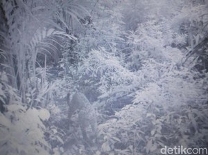Fakta-fakta Macan Tutul di Bromo, Samakah dengan Macan Kumbang?