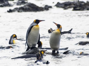 Pulau Berisi Penguin Kena Tarif Donald Trump, Kok Bisa?