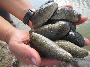 6 Hewan Ini Dinamai dengan Unsur Makanan, Mana yang Paling Unik?