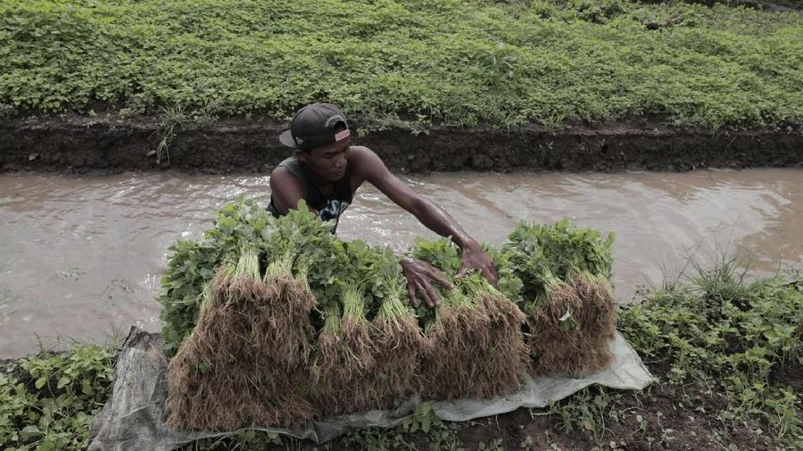 Petani mengeluhkan penurunan kualitas tanaman karena musim hujan.