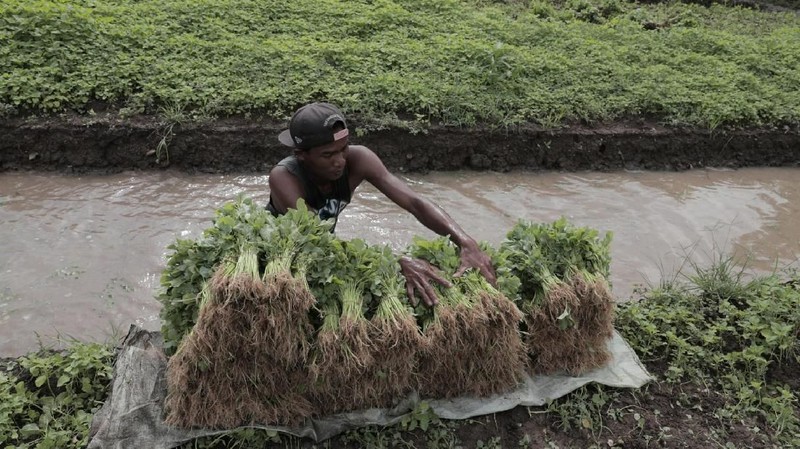 Petani mengeluhkan penurunan kualitas tanaman karena musim hujan.