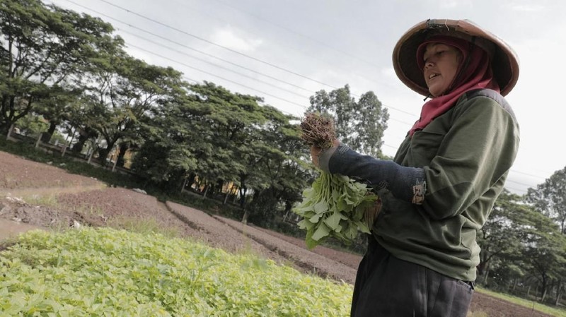 Petani mengeluhkan penurunan kualitas tanaman karena musim hujan.