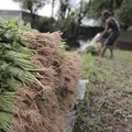 Bayam Ternyata Tidak Tinggi Zat Besi, Sedunia Kena Tipu!
