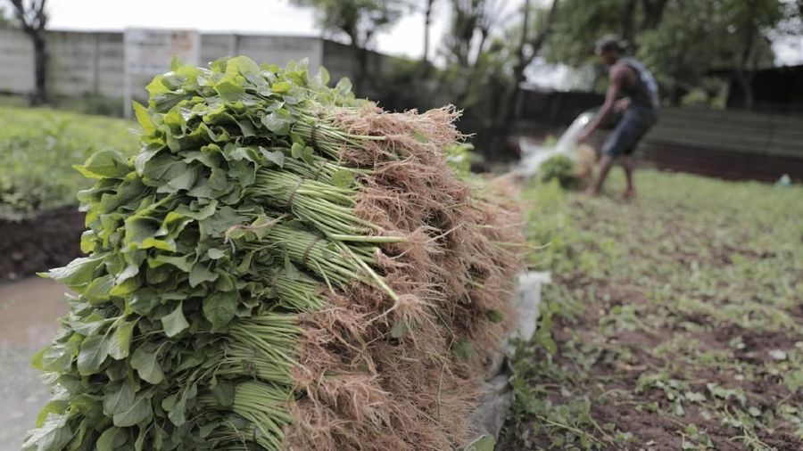 petani bayam