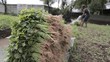 Bayam Ternyata Tidak Tinggi Zat Besi, Sedunia Kena Tipu!