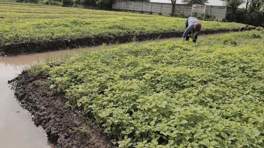 Petani mengeluhkan penurunan kualitas tanaman karena musim hujan.