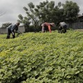 Nilai Tukar Petani Turun 0,78% di Februari 2020