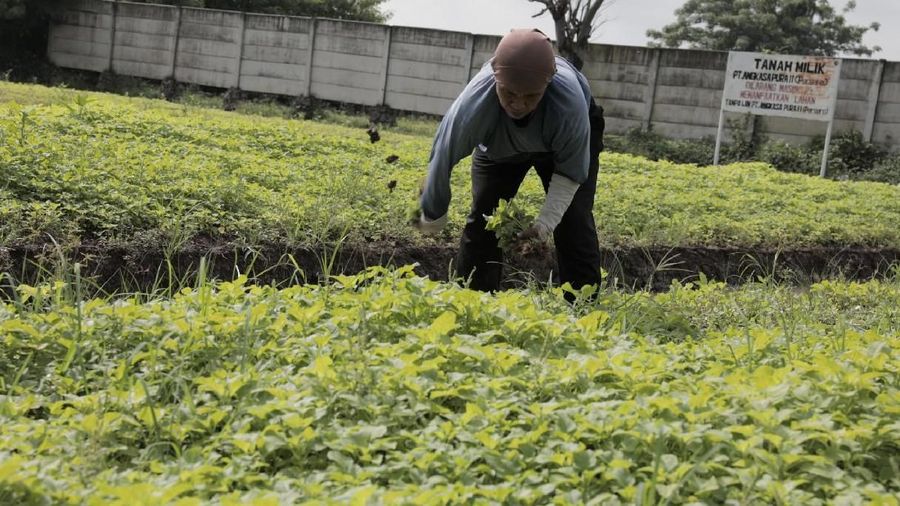 Petani mengeluhkan penurunan kualitas tanaman karena musim hujan.