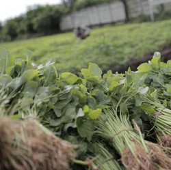 Termasuk Bayam, Ini 5 Sayuran yang Bikin Asam Urat Kambuh