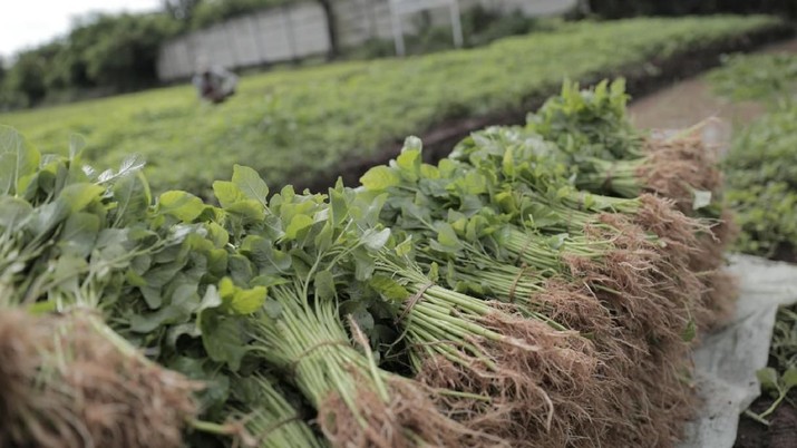 Petani Bayam petani bayam