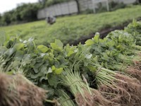 Termasuk Bayam, Ini 5 Sayuran yang Bikin Asam Urat Kambuh