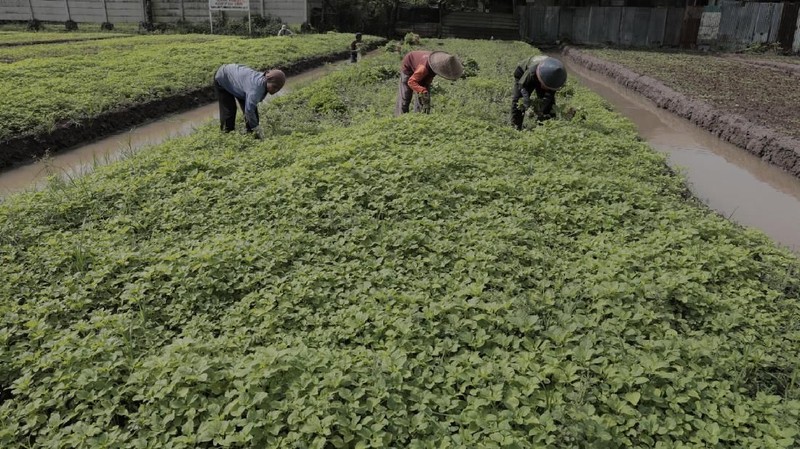 Petani mengeluhkan penurunan kualitas tanaman karena musim hujan.