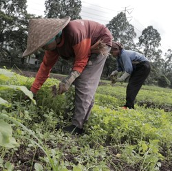 RI Terancam Krisis Petani: Orang Jadi Petani karena Terpaksa!