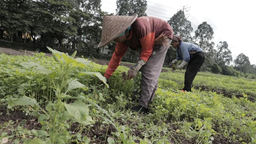 Benarkah seseorang terpaksa jadi petani?