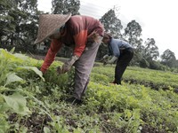 RI Terancam Krisis Petani: Orang Jadi Petani karena Terpaksa!
