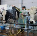 Texas Siaga Ancaman Screwworm, Parasit yang Bisa Guncang Industri Sapi