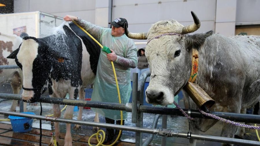 A farmer hoses down a Prim'Holstein milk cow at the 2018 Paris International Agricultural Show as preparations continue on the eve of the opening of the farm show in Paris, France, February 23, 2018.   REUTERS/Stephane Mahe