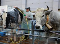 Awas Sapi Gila, China Larang Impor Daging Inggris