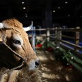 Bukan Babi! China Pening Gegara Sapi, Ada Apa Lagi?