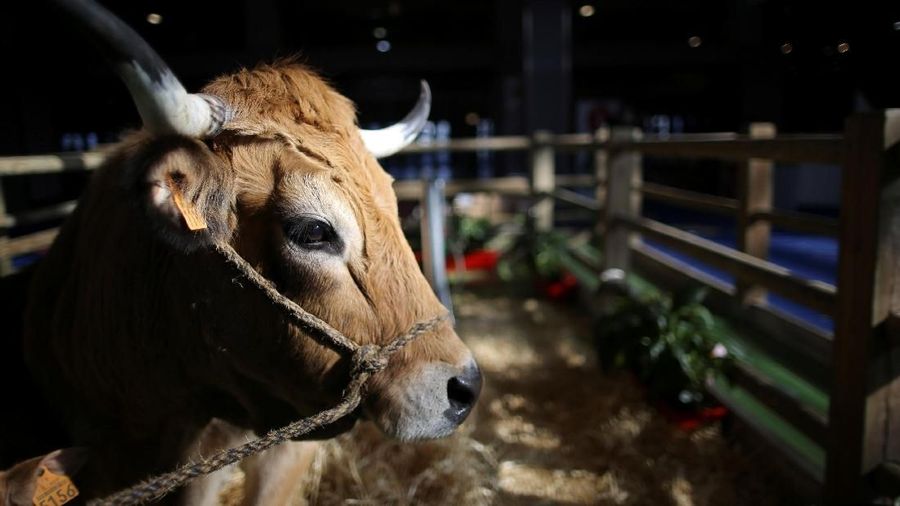 The six-year-old Aubrac breed cow named 