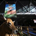 Perang Minggir Dulu, Amerika Pening Gara-Gara Sapi