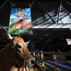 Perang Minggir Dulu, Amerika Pening Gara-Gara Sapi