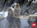 'Reuni' dengan Monyet Muka Merah di Jigokudani