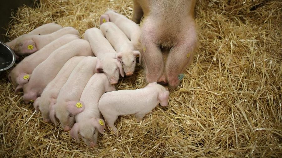 Paris International Agricultural Show merupakan ajang pertemuan tahunan bagi dunia peternakan dan pertanian.