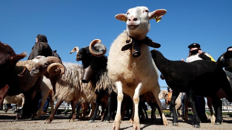Paris International Agricultural Show merupakan ajang pertemuan tahunan bagi dunia peternakan dan pertanian.