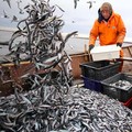Bisa Ganggu Fungsi Organ Tubuh, 10 Ikan Laut Ini Punya Merkuri Tinggi