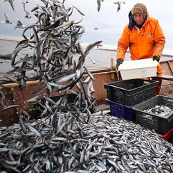 Bisa Ganggu Fungsi Organ Tubuh, 10 Ikan Laut Ini Punya Merkuri Tinggi