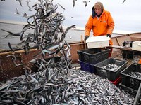 Jangan Sembarang Pilih, Ini 10 Ikan Laut Mengandung Merkuri Tinggi