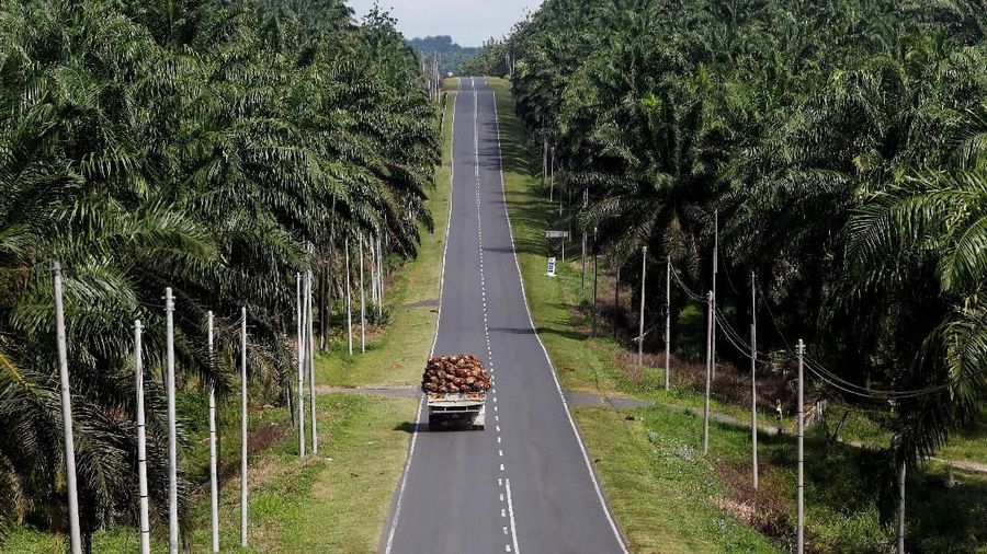 FILE PHOTO: A truck carrying oil palm fruits passes through Felda Sahabat plantation in Lahad Datu in Malaysia's state of Sabah on Borneo island, February 20, 2013. REUTERS/Bazuki Muhammad/File Photo