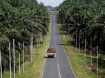 Eropa Larang Impor Hasil Pembabatan Hutan, Nasib CPO RI Piye?