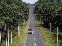Ada Kebijakan B20, ke Mana Arah Harga CPO?