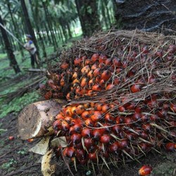 Tak Gentar Diserang, RI-Malaysia Siap Lawan Eropa!