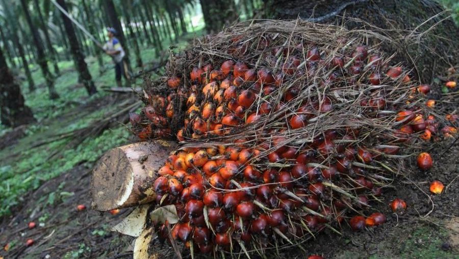 Harga CPO menguat pada perdagangan Kamis pagi (15/3), melanjutkan rebound dari posisi terendahnya pada 9 Maret.
