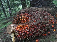 Harga CPO Dunia Menguat, Saham Emiten Sawit Melaju