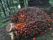 Dibanting Tak Ada Ampun! Harganya CPO Jatuh Nyaris 2% Sepekan