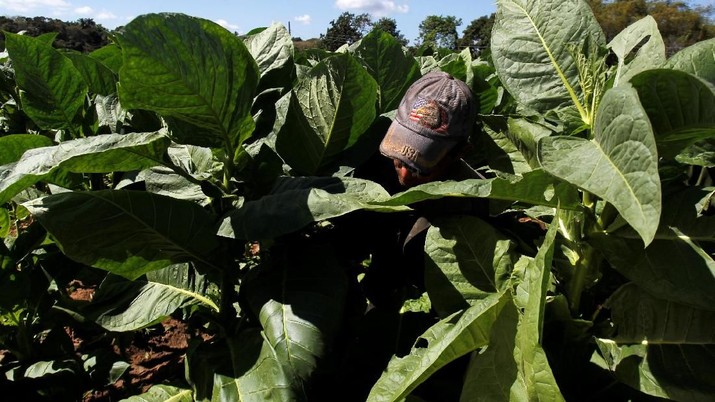 Pekerja menyiapkan daun tembakau di pabrik tembakau di provinsi Pinar del Rio di Kuba, 27 Februari 2018. REUTERS / Stringer