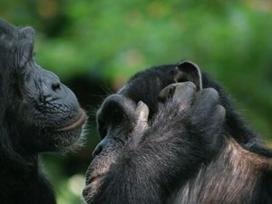 Pandemi pun Sebabkan Hewan Bertingkah Berbeda, Begini Studinya