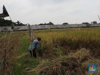 Sedih, Upah Riil Buruh Tani & Bangunan Turun di Maret 2019