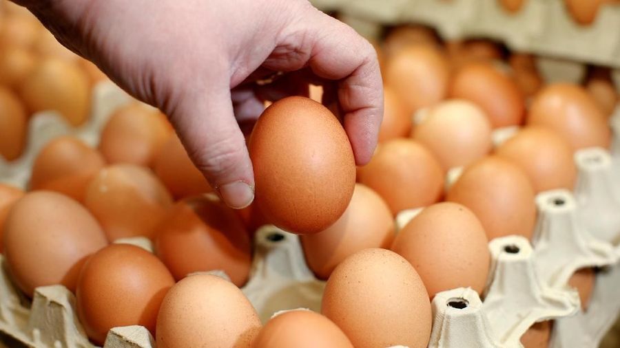 FILE PHOTO: An employee of an organic supermarket poses for the photographer with an egg from an organic farm in Berlin, Germany, February 25, 2013. REUTERS/Fabrizio Bensch