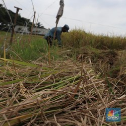 Ini yang Ditakuti Pemicu Harga Beras Terus 'Meledak' di 2024