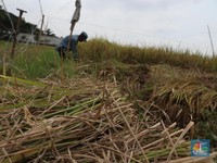 Perubahan Iklim Tingkatkan Risiko Petani Bunuh Diri